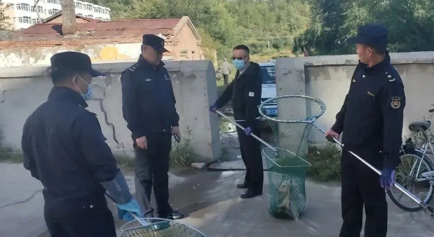 无主犬、流浪犬集中清理收容在行动！养犬也要“文明”范儿！