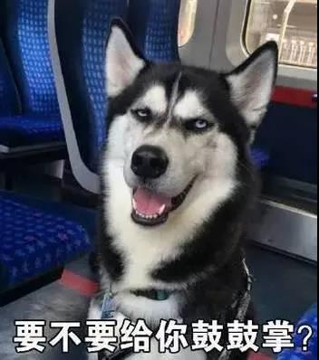 狗狗的模仿能力到底有多强？