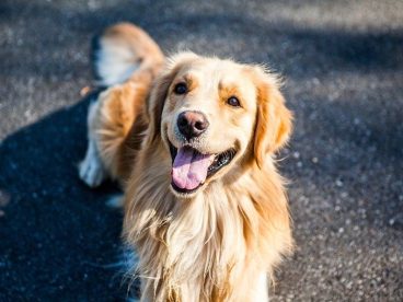 金毛寻回犬, 可爱, 萌, 动物肖像