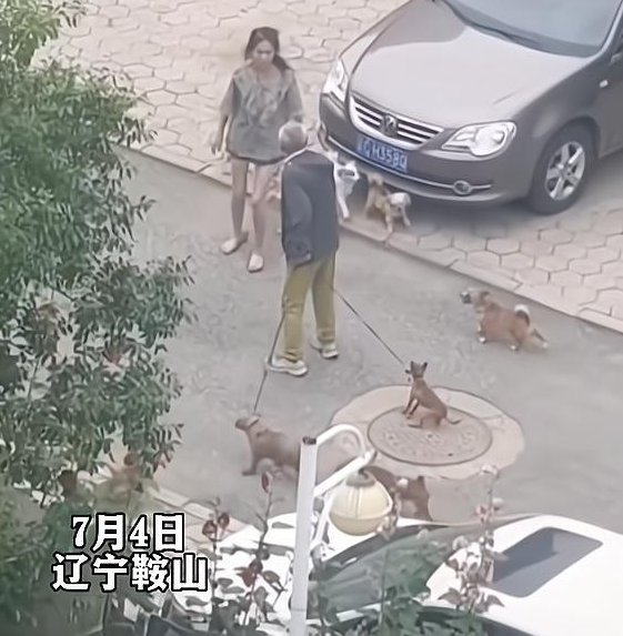 女子遛多只狗不栓绳,竟还脱下拖鞋,人狗一起围攻遛狗大爷