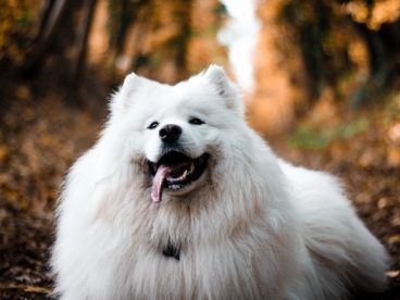 白色萨摩耶宠物写真图片