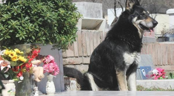 忠犬依靠自己寻找主人墓葬，独自一人守墓十一年，过世后差点儿和主人合墓