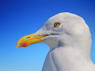 蓝天白色海鸥头部特写摄影图片