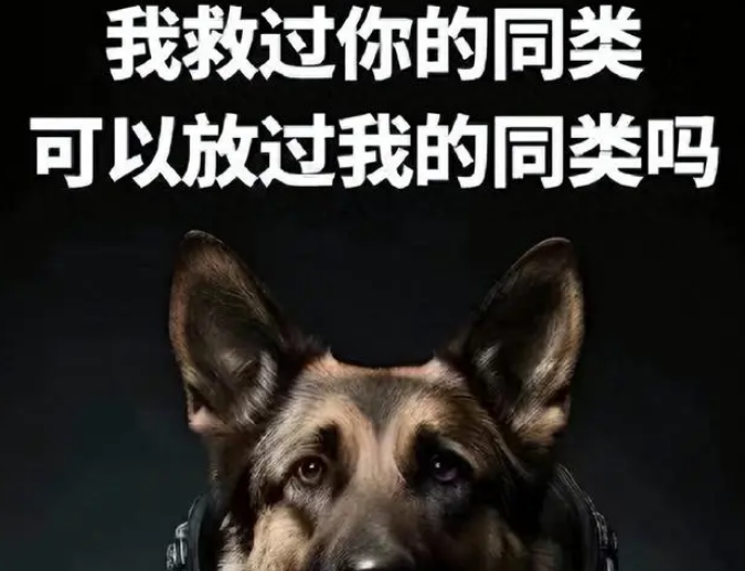 明星们为何只关心流浪狗,却忽视被咬伤的小女孩?引发舆论争议