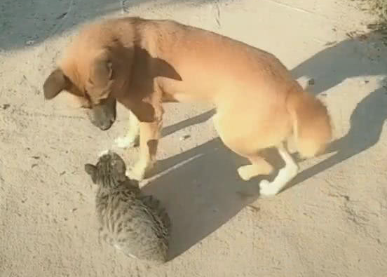 小伙巧遇猫跟狗，猫靠在狗的身旁，网民：气体中散发着恋爱的味道