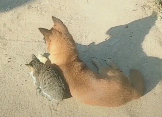 小伙巧遇猫跟狗，猫靠在狗的身旁，网民：气体中散发着恋爱的味道