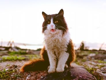 萌萌小猫图片大全可爱
