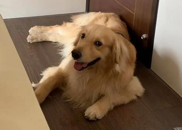 金毛犬想陪生病主人,恪守辛酸约定换一个方法守卫,结果超暖人