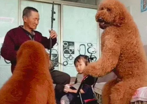 网友养的两只巨型贵宾犬，坐着都比人高还壮实，这是要成精了吗？