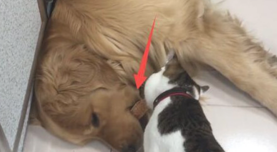 猫咪要想盗走金毛口中的食材，却把它吵醒了，狗狗赶快把食材吞进去