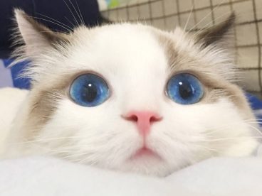 喵星人 萌宠 头像