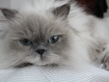 喜马拉雅萌猫图片