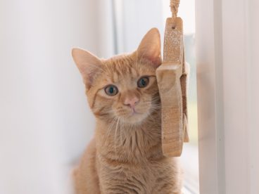 呆萌可爱小花猫摄影图片