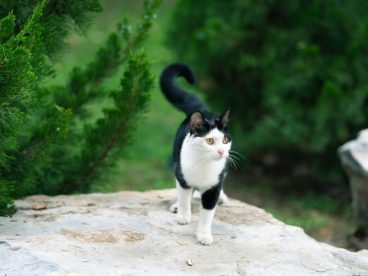 黑色长尾猫图片