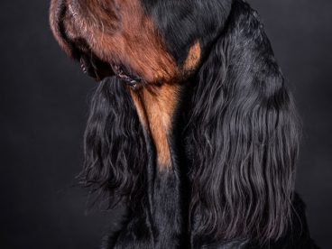 戈登塞特猎犬摄影图片