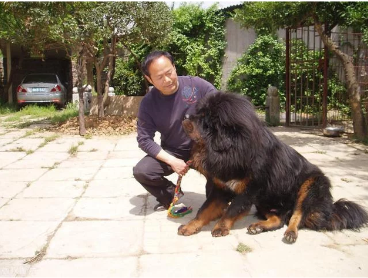 坐豪车吃牛肉的藏獒,沦落狗肉馆都嫌弃,是谁颠覆了“藏獒经济”