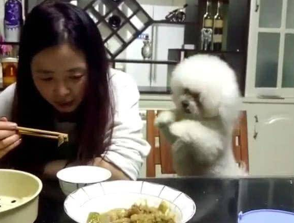 主人家用餐不理小狗,狗狗急死了了逐渐拱手取悦,最终一举也是强大