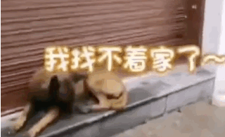 流浪犬逆袭成警犬,从此走上“狗生巅峰”!