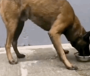 流浪犬逆袭成警犬,从此走上“狗生巅峰”!