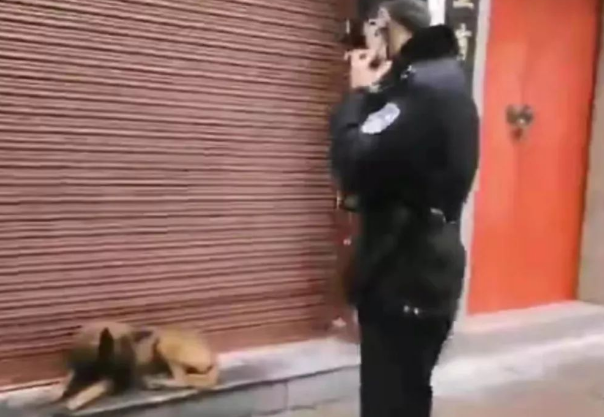 流浪犬逆袭成警犬,从此走上“狗生巅峰”!