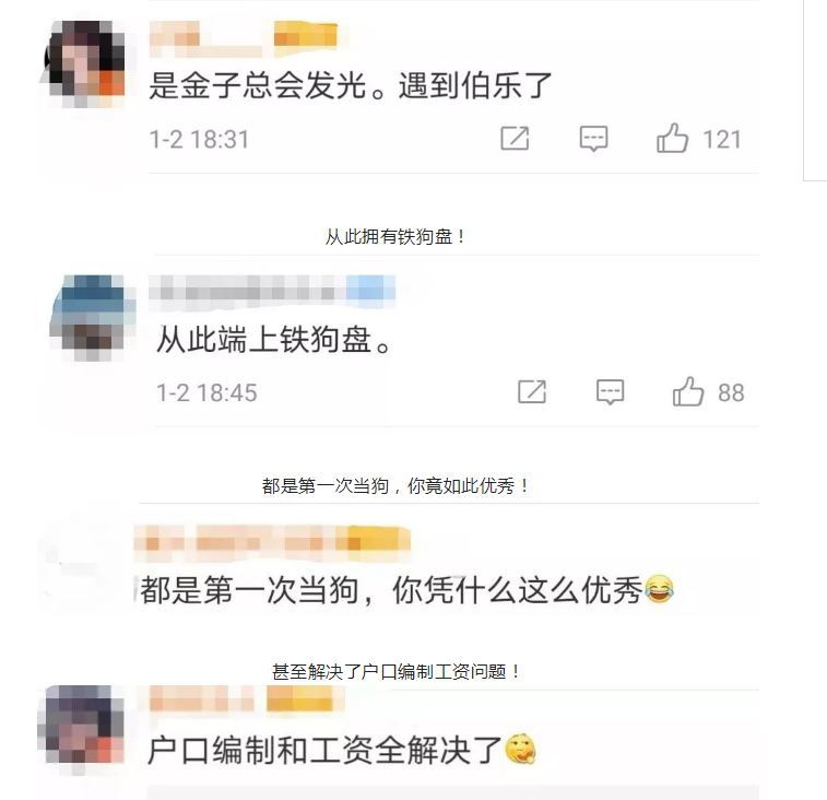 流浪犬逆袭成警犬,从此走上“狗生巅峰”!