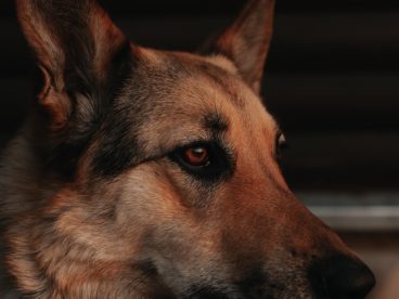 帅气德牧犬图片
