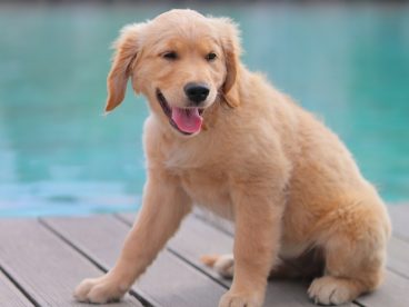 池畔金毛犬图片