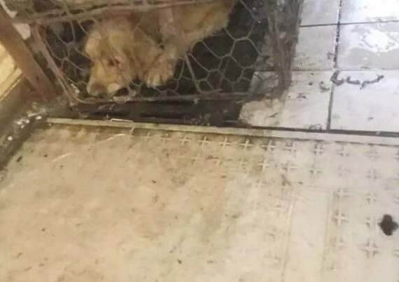 小伙子解救将要被宰的狗狗，救命恩人狗狗永生难忘！
