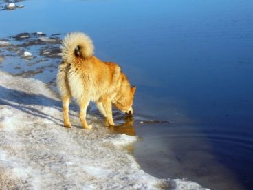 金毛犬河水图片