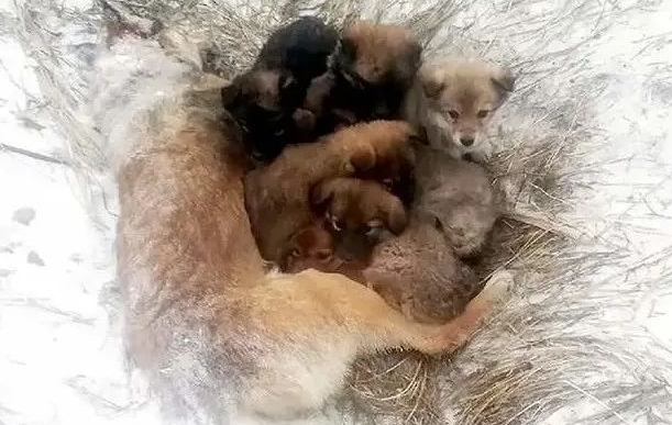狗妈妈抱7只小狗冻死在雪地里！