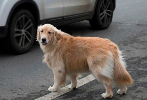 连续两次被抛弃的金毛犬，叼着牵引绳在雨中呜咽，狗：主人你在哪