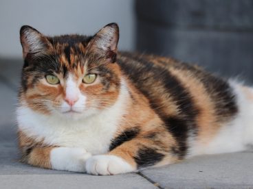 趴在地上的可爱肥猫图片