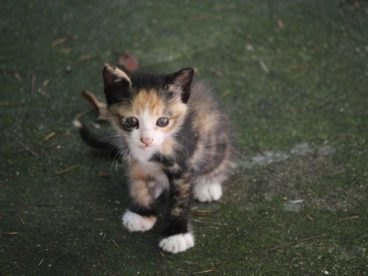 萌萌的小猫咪图片