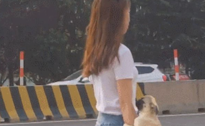 女生将狗狗放到手臂上，仿佛个真皮手包，遛狗方法也太硬气了吧！