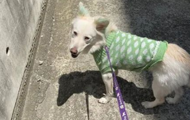 爱犬意外丢失，狗主第二天上班时被告知：有狗找你!