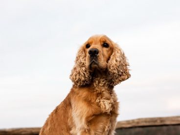 可爱金毛犬狗狗图片