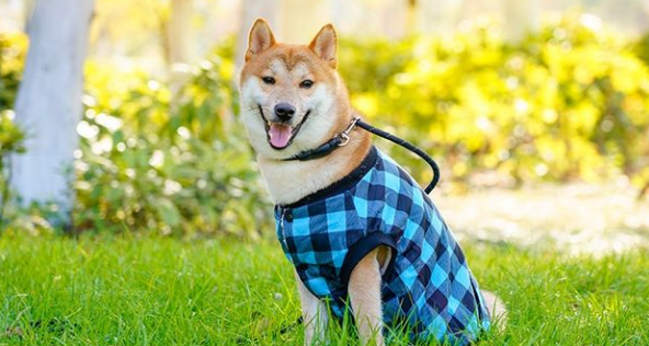 定点大小便训练，25天纠正柴犬随处大小便不良行为
