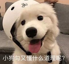 狗狗总是放臭屁是怎么回事?可能是肠胃出问题了!