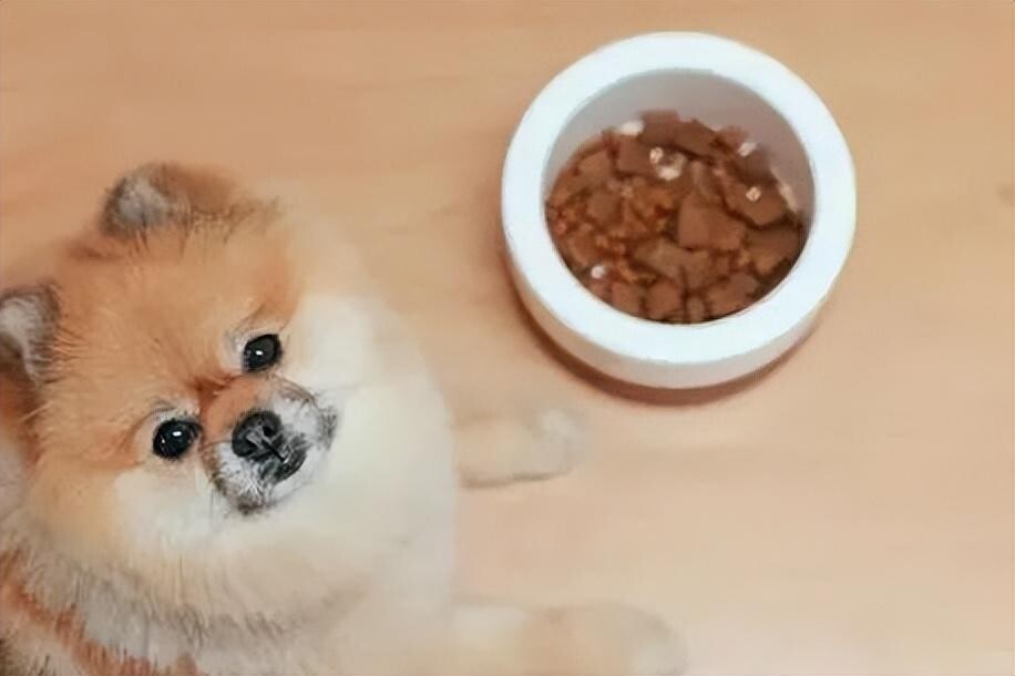 狗狗总是放臭屁是怎么回事?可能是肠胃出问题了!