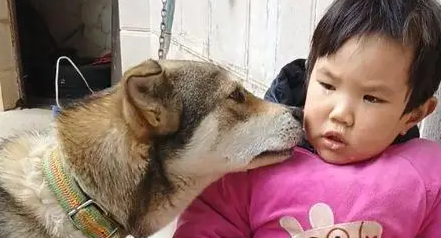 儿子摔倒后在哭泣,狗狗凑过来替他舔掉眼泪