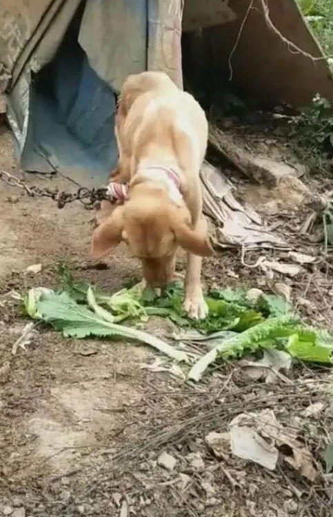 狗狗被绑在山上守菜地,瘦骨如柴,扔个苹果狼吞虎咽
