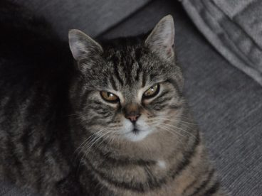 虎斑猫躺着图片