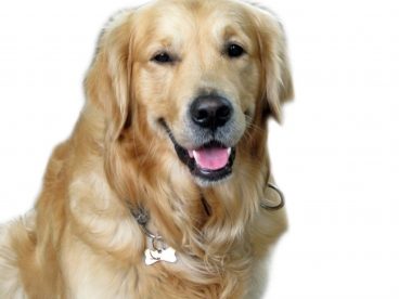 纯种金毛犬图片