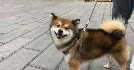 一天吃十几根火腿肠，养不起了！小哥在昆明“通缉”柴犬主人