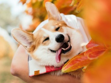 可爱卖萌秋田犬图片