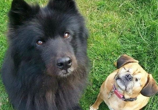 狗狗眼睛失明后，伙伴积极当它的导盲犬，这情感肯定不塑胶