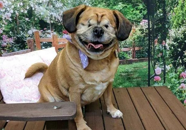狗狗眼睛失明后，伙伴积极当它的导盲犬，这情感肯定不塑胶