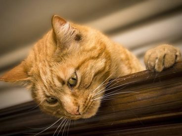 猫咪说这样的工作活，真累