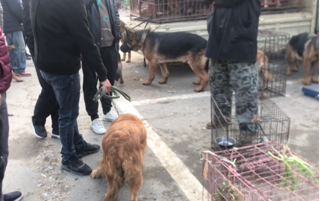 以为逃过一劫的金毛犬还是被卖了，被狗贩牵回狗肉车的狗狗眼中尽是哀求