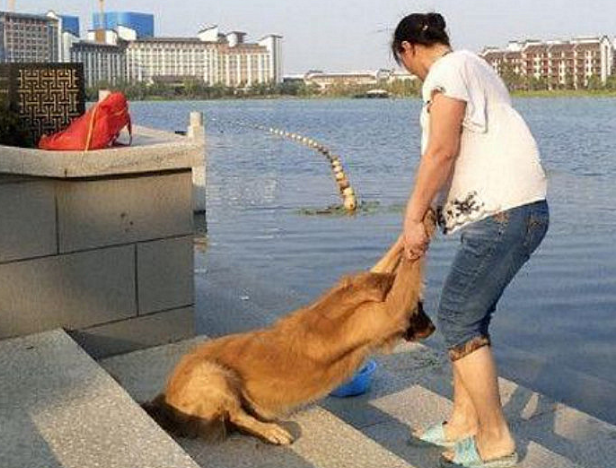 金毛被主人拖去小河边冼澡，回绝抵抗的模样，看见莫名其妙了解呀